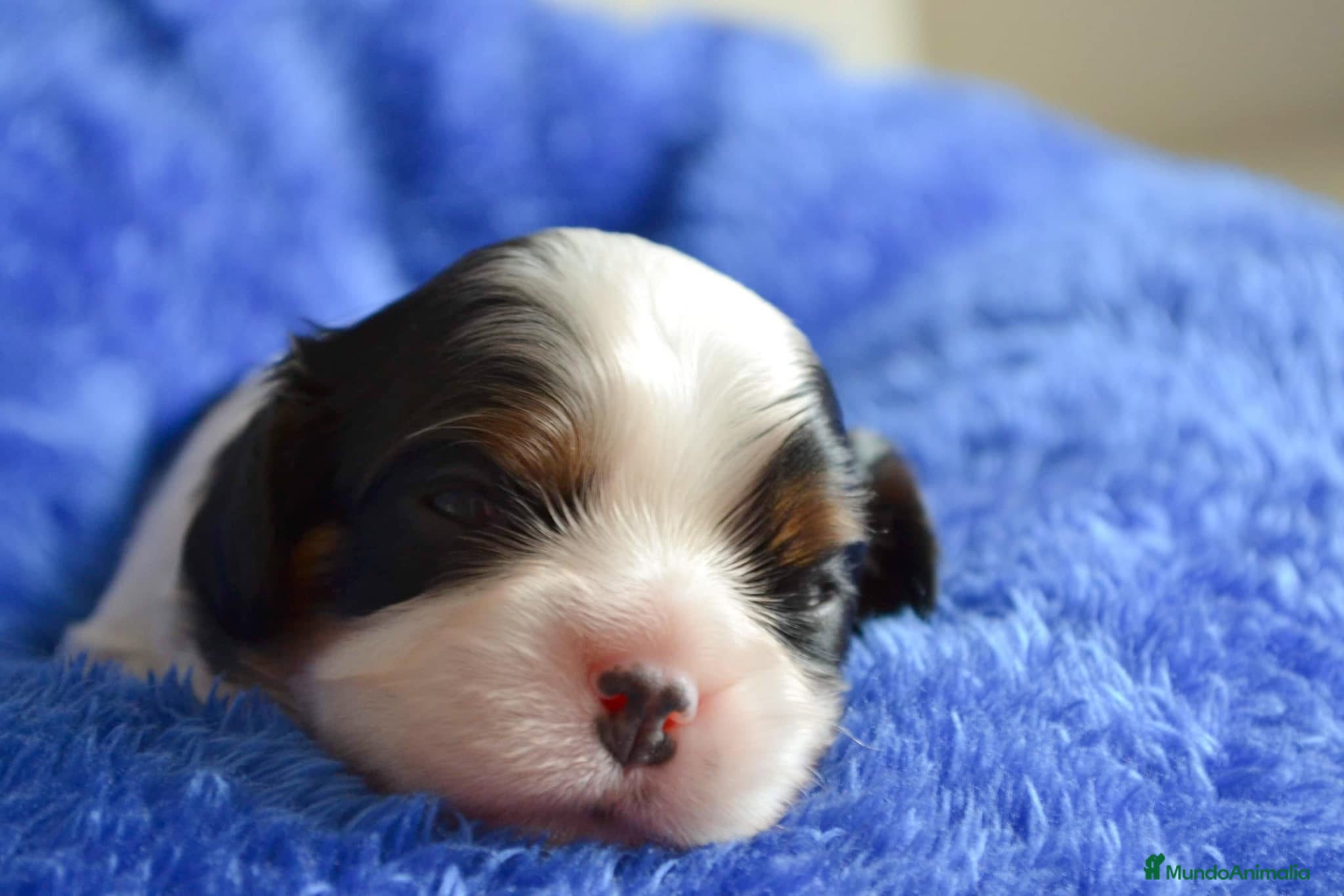 Cavalier King Charles Spaniel perros cachorros calidad compañia macho y hembra - Anuncio 2
