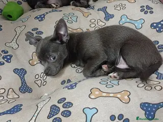 Chihuahua perros Chihuahuas blue linea rusa - Anuncio 1