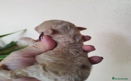 Caniche Toy perros en venta: CANICHES TOYS EXPECTACULARES  - Imagen 5