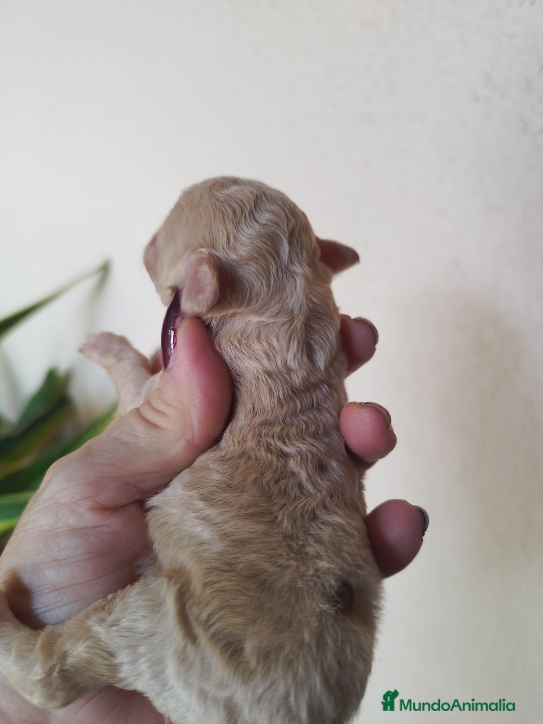 Caniche Toy perros en venta: CANICHES TOYS EXPECTACULARES  - Imagen 5