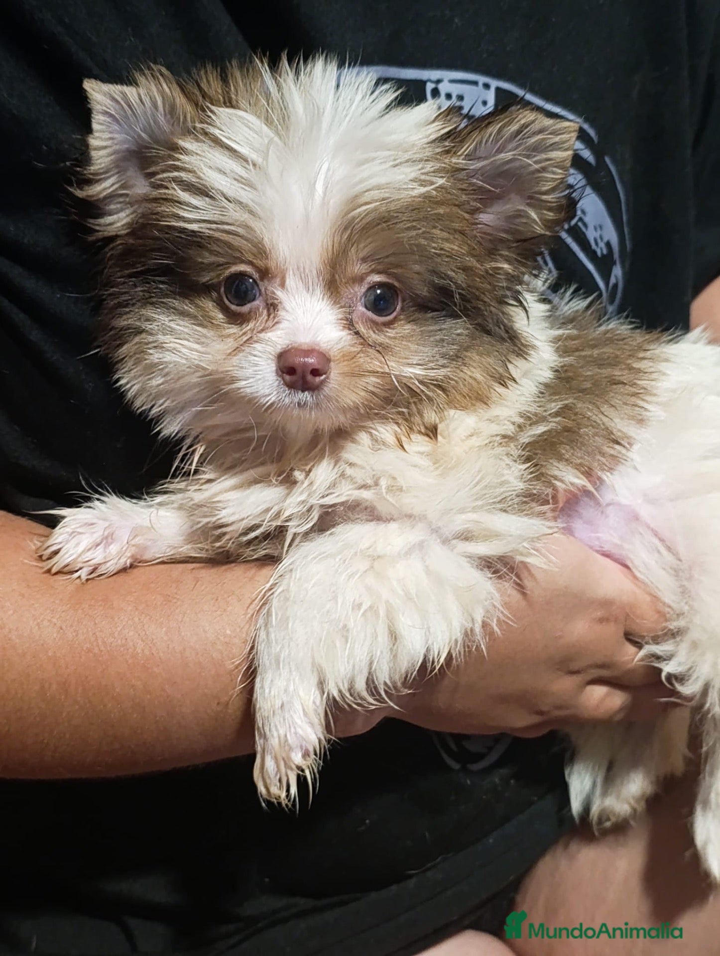 Biewer Yorkshire Terrier a la Pom Pon perros Beiwer mini - Anuncio 2