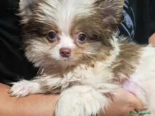 Biewer Yorkshire Terrier a la Pom Pon perros Beiwer mini - Anuncio 1