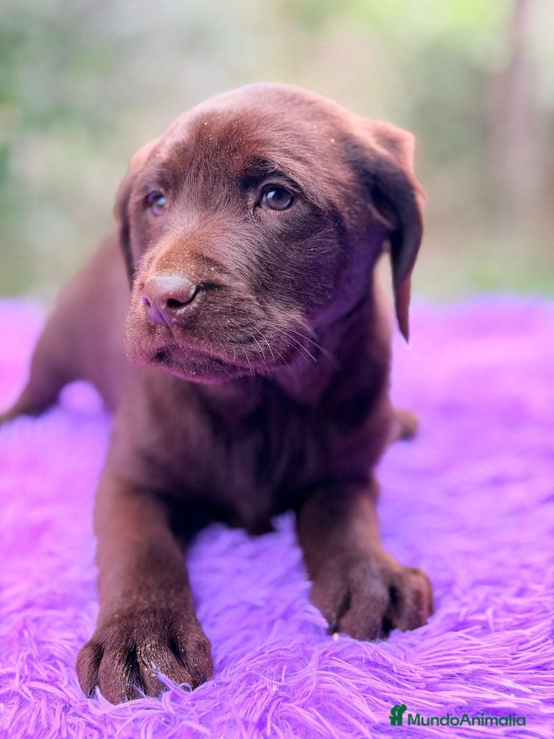 Labrador Retriever perros en venta: Labradora chocolate  - Anuncio 4