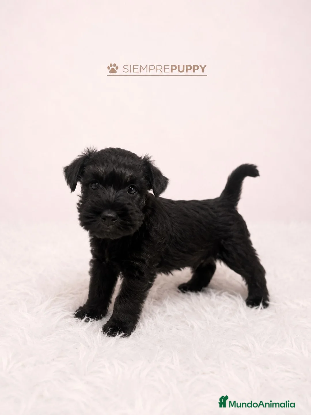 Schnauzer Miniatura perros en venta: SCHNAUZER MINIATURA CACHORRITOS - Anuncio 2