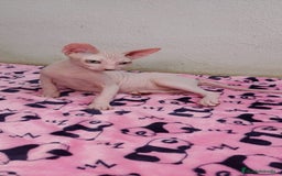 Sphynx gatos en venta: Preciosa camada lista para entregar  - Imagen 7