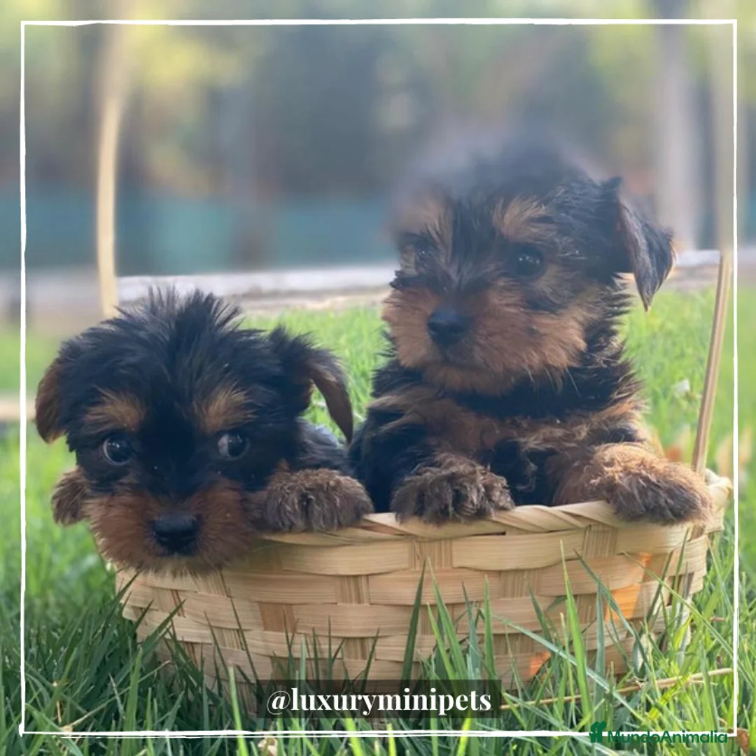 Yorkshire Terrier perros en venta: Camada de Yorkshire Terrier de padres toy en Madrid - Anuncio 4