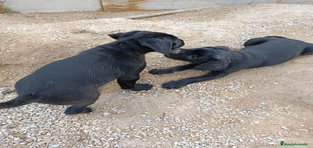 Imagen de galería {{count}}