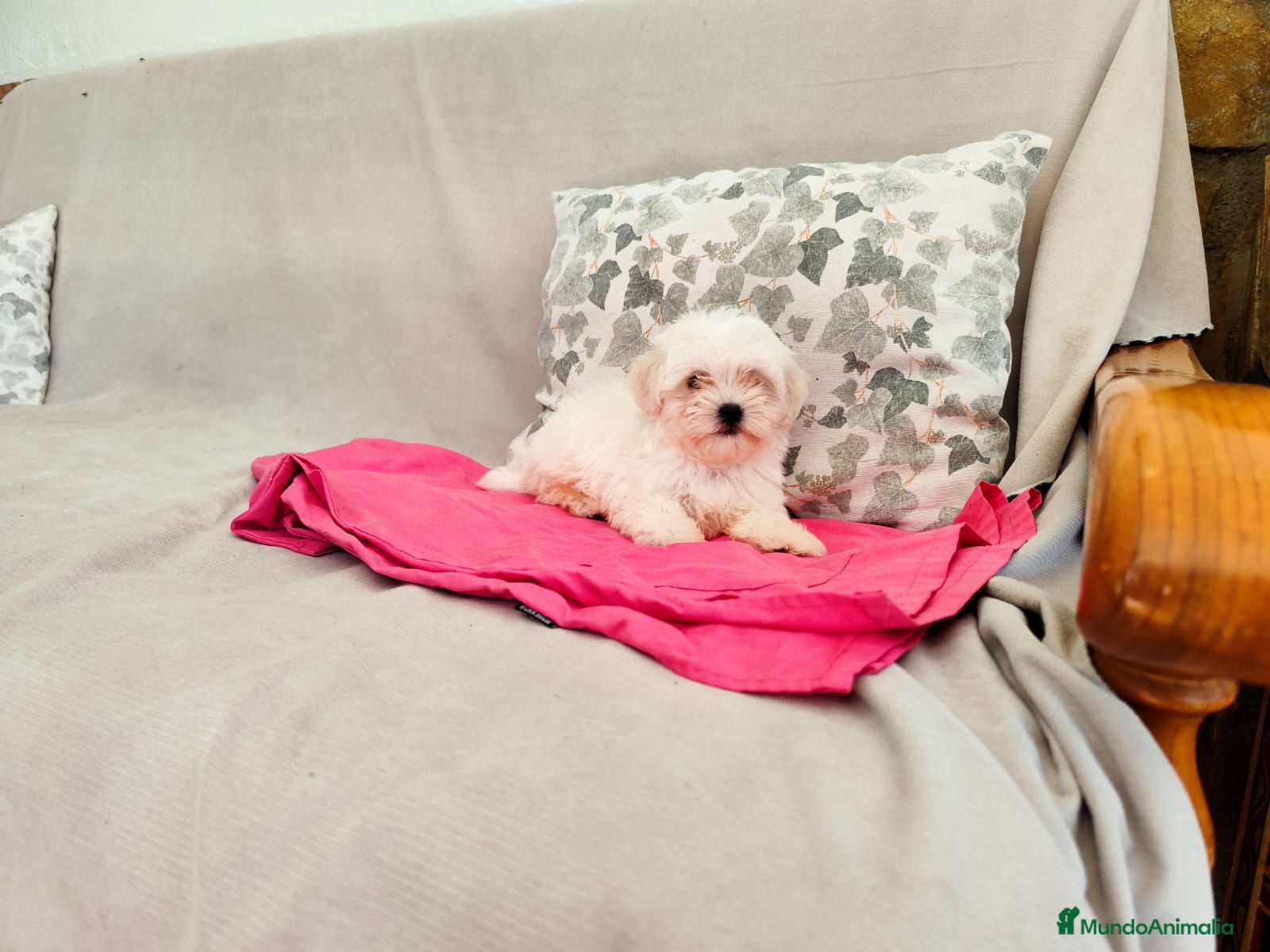 Bichón Maltés perros en venta: Machito de bichón maltés  - Anuncio 2