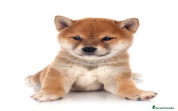 Shiba Inu perros en venta: Shiba Inu maravillosos - Imagen 2