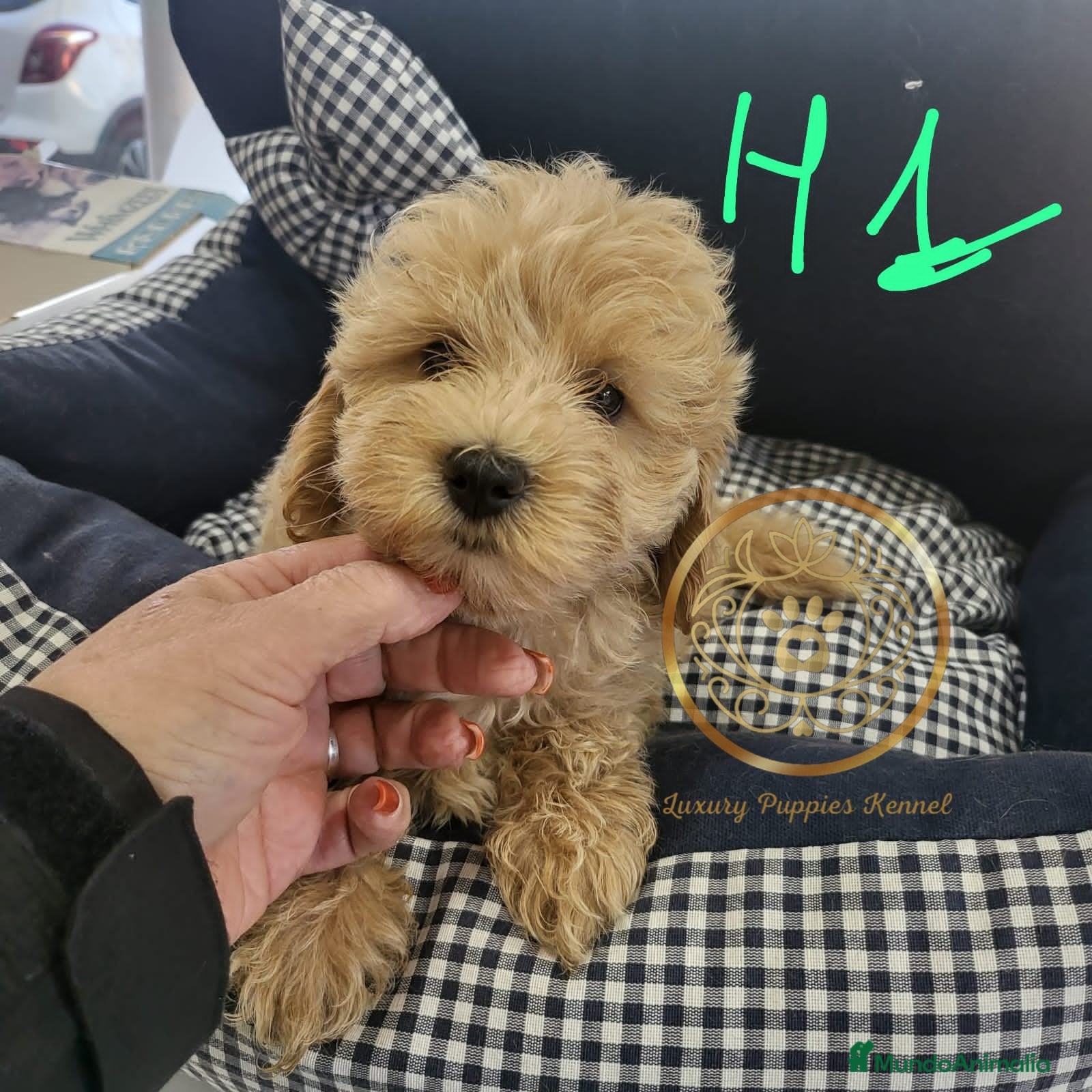 Maltipoo perros Maltipoo toy  - Anuncio 10