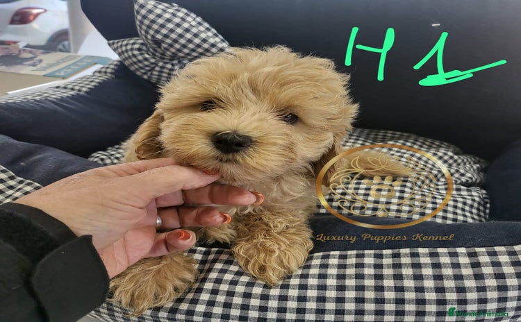 Maltipoo perros Maltipoo toy  - Anuncio 1