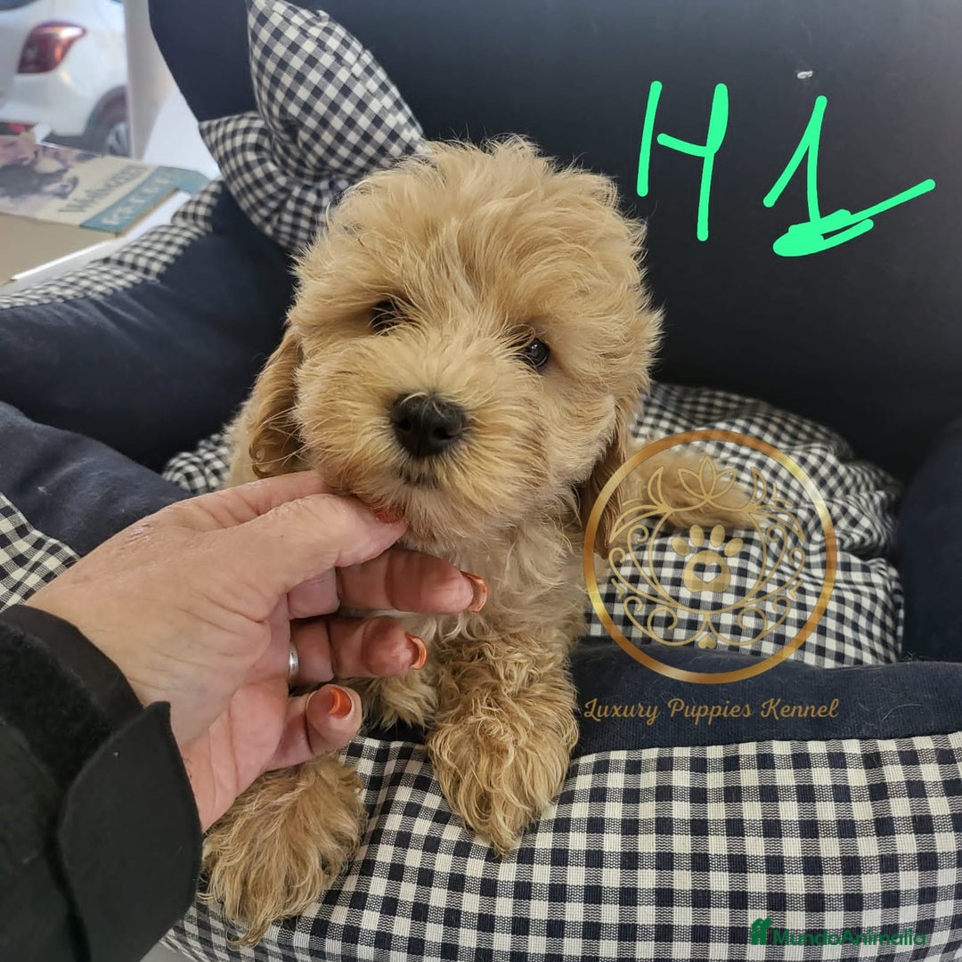 Maltipoo perros en venta: Maltipoo toy  - Anuncio 1