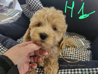 Maltipoo perros Maltipoo toy - Anuncio 1