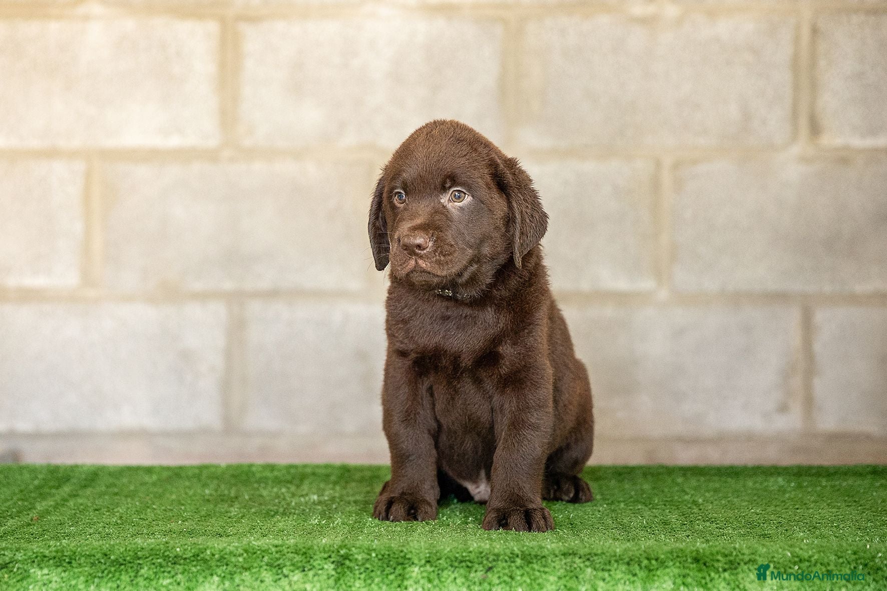 Labrador Retriever perros LABRADOR CHOCOLATE DISPONIBLE - Anuncio 1