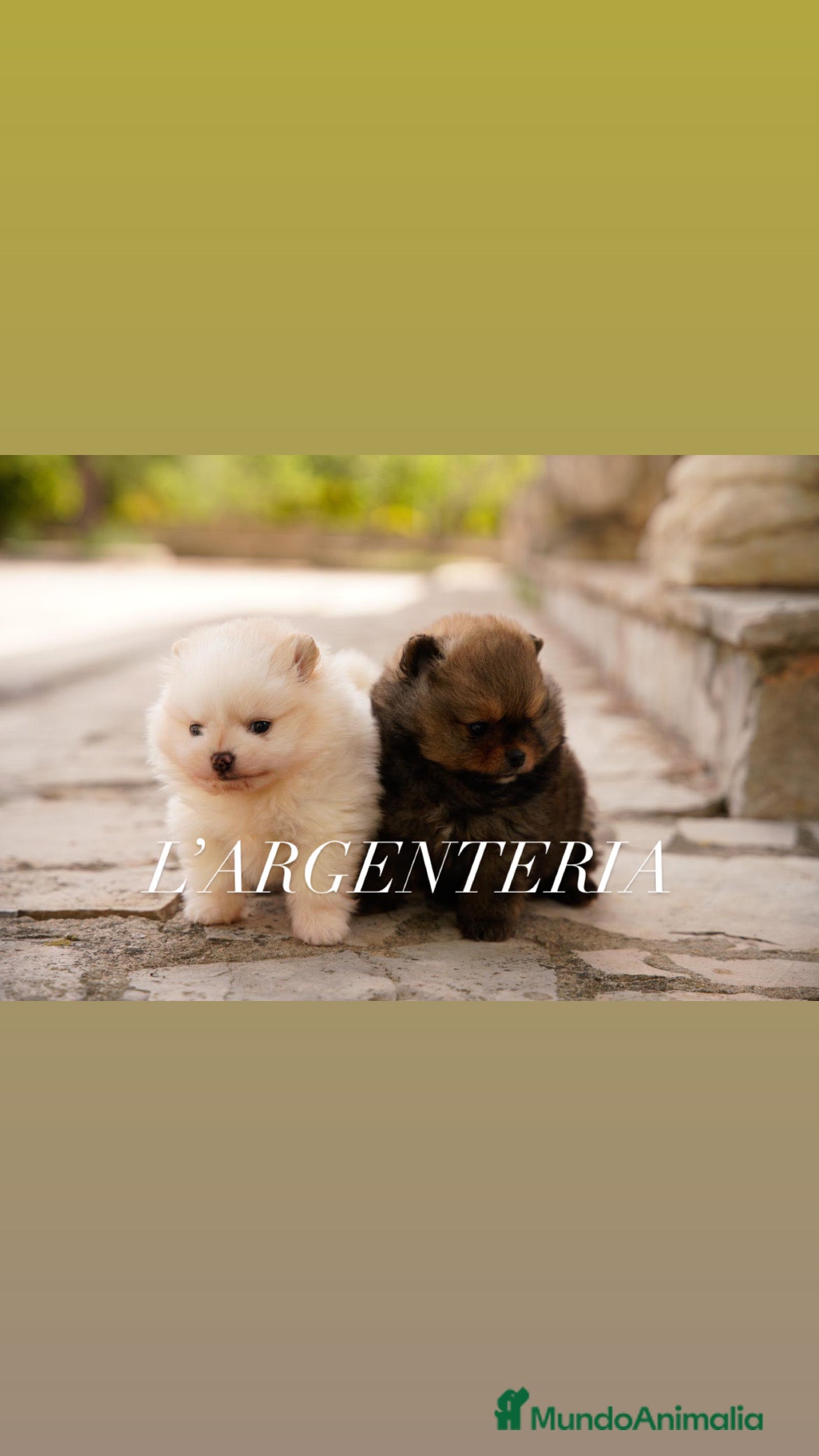 Pomerania perros camada pomerania  - Anuncio 18