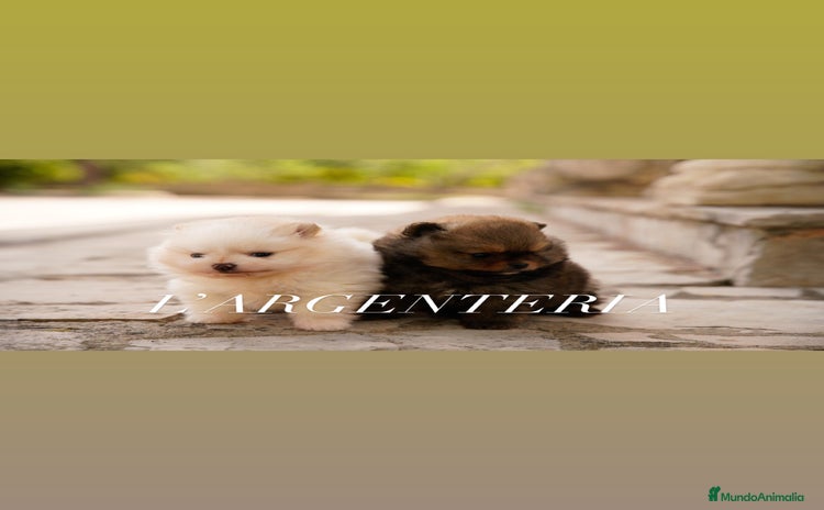 Pomerania perros - Propaganda 9
