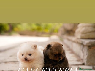 Pomerania perros - Anuncio 6