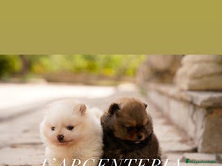 Pomerania perros camada pomerania - Anuncio 32