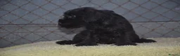 Schnauzer Miniatura perros en venta: Schnauzer miniatura negro - Anuncio 4