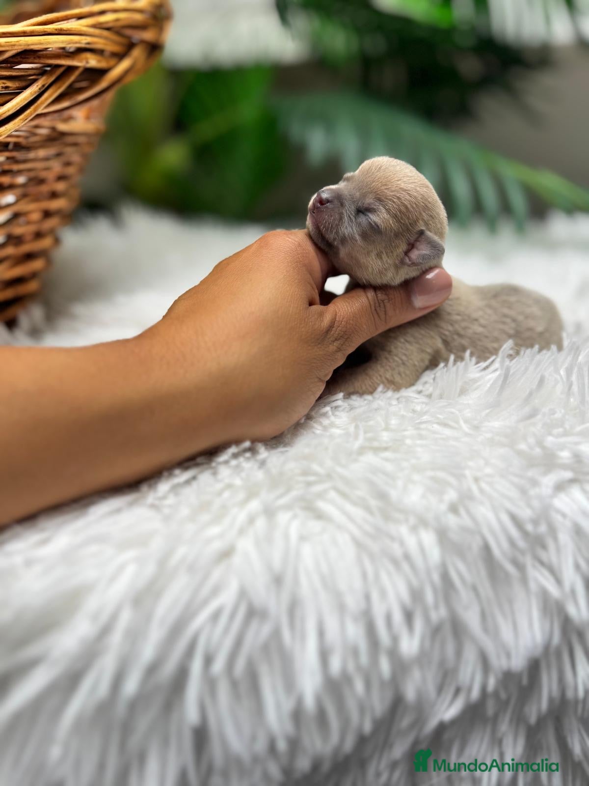 Chihuahua perros CHIHUAHUA HEMBRA - Anuncio 1