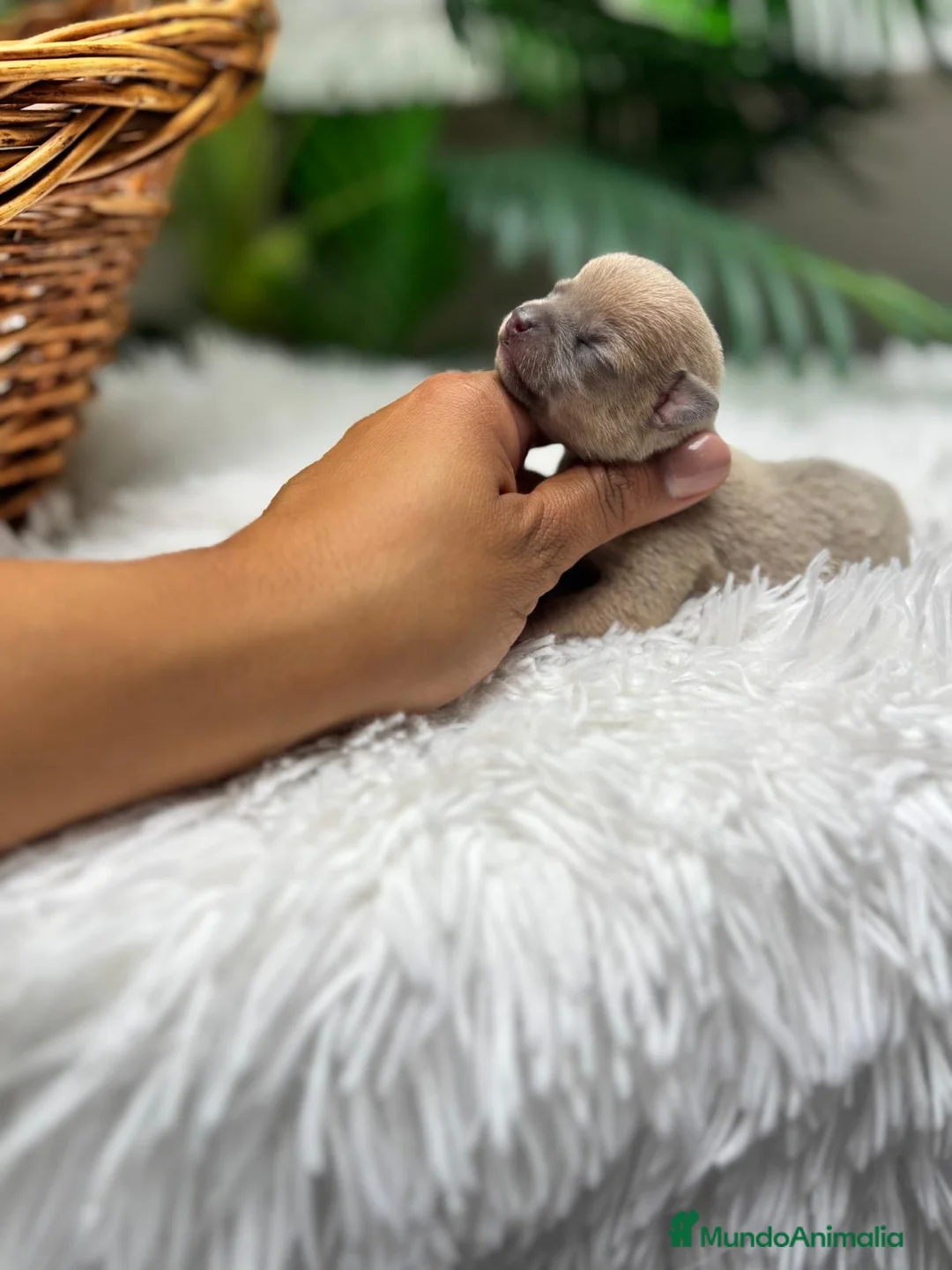 Chihuahua perros en venta: CHIHUAHUA HEMBRA - Anuncio 1