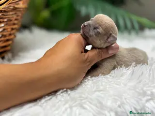 Chihuahua perros CHIHUAHUA HEMBRA - Anuncio 2