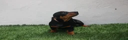 Teckel Miniatura perros en venta: Teckel miniatura  - Anuncio 9