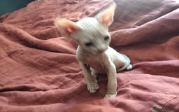 Sphynx gatos en venta: Preciosa camada Sphynx  - Imagen 2
