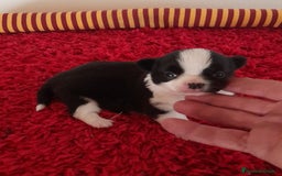 Chihuahua perros en venta: Cachorros chihuahua cabeza de manzana - Imagen 3