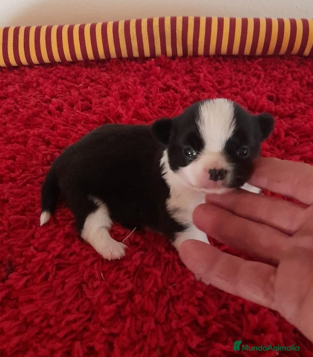 Chihuahua perros en venta: Cachorros chihuahua cabeza de manzana - Imagen 3