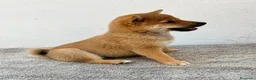 Shiba Inu perros en venta: Shiba Inu - Anuncio 21