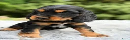 Cocker Spaniel Inglés perros en venta: Cocker inglés de gran calidad  - Anuncio 15