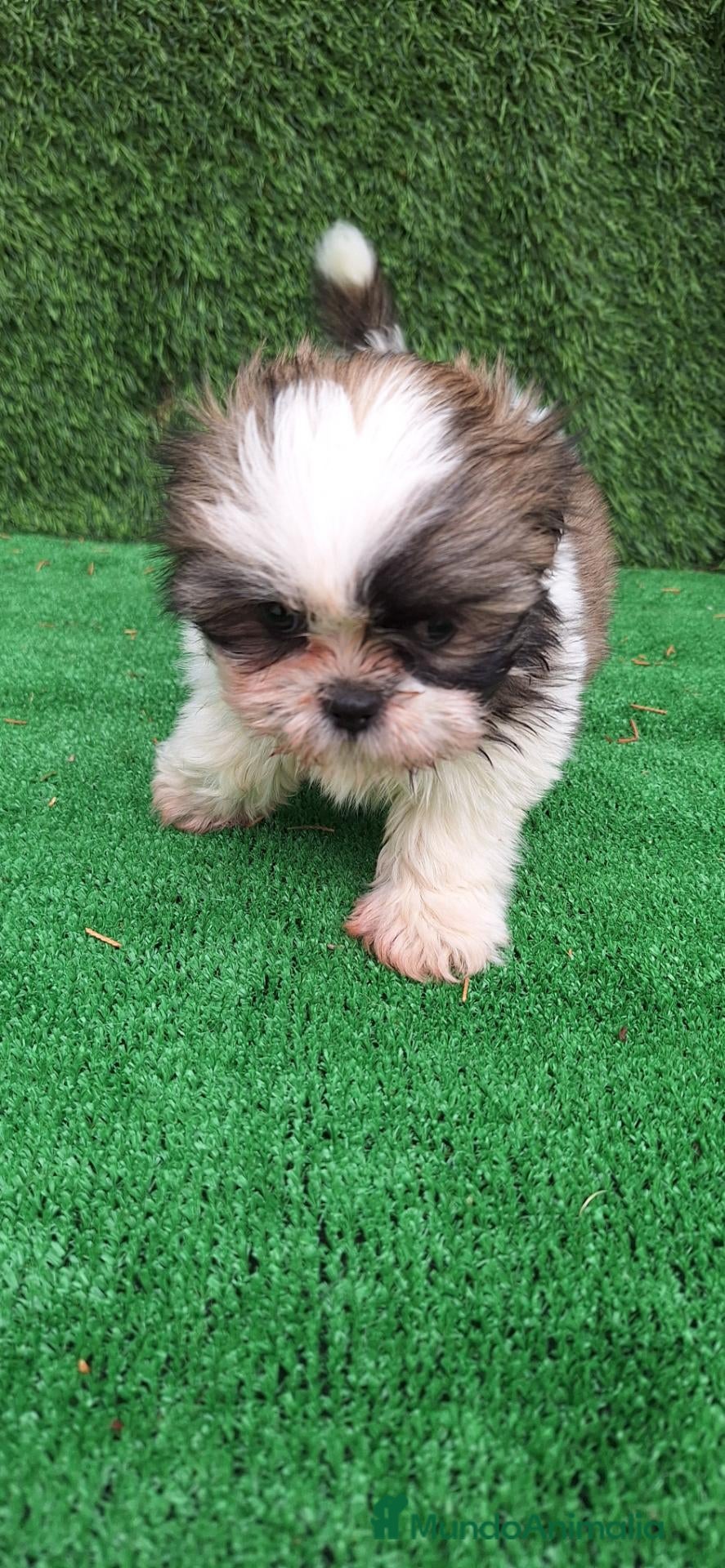 Shih Tzu perros Shih Tzu - Anuncio 2