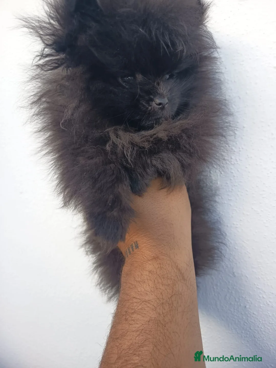 Pomerania perros en venta: Pomerania toy hembra  - Anuncio 2
