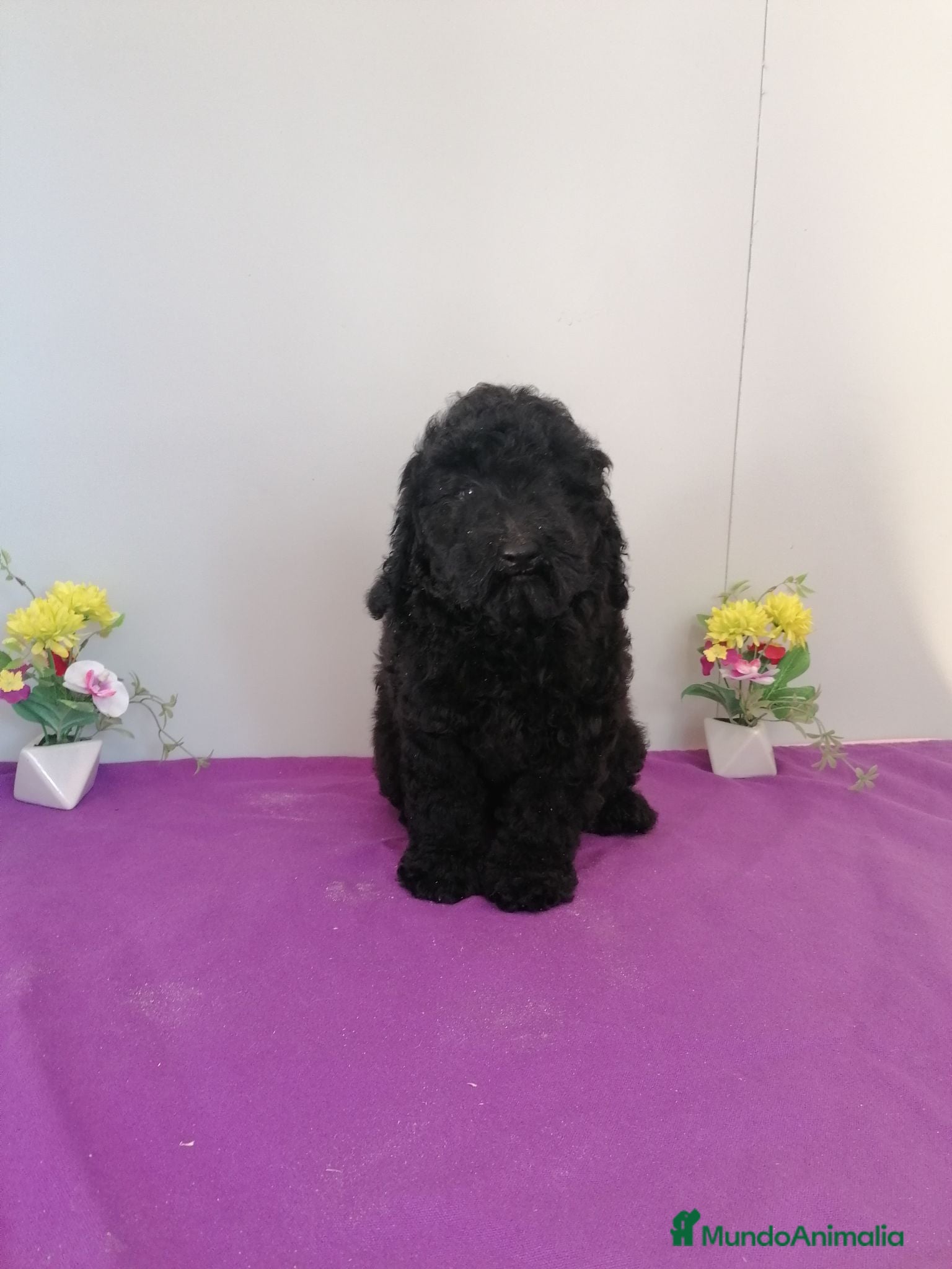 Raza Mixta perros Preciosa camada de caniches muy bonitos  - Anuncio 1