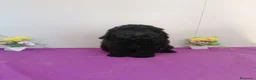Raza Mixta perros en venta: Preciosa camada de caniches muy bonitos  - Anuncio 1