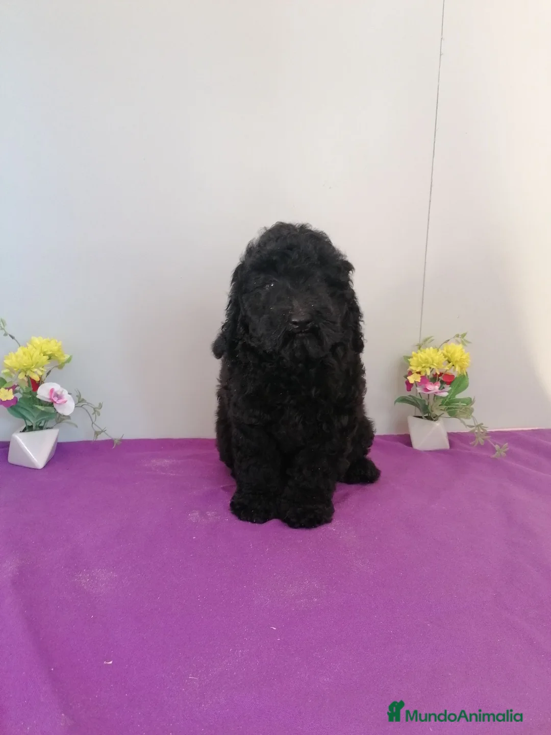 Raza Mixta perros en venta: Preciosa camada de caniches muy bonitos  - Anuncio 1