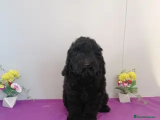 Raza Mixta perros Preciosa camada de caniches muy bonitos - Anuncio 1