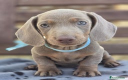 Teckel perros en venta: TECKEL MINIATURA Y KANINCHEN  - Imagen 3