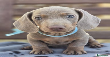 Teckel perros TECKEL MINIATURA Y KANINCHEN  - Anuncio 4