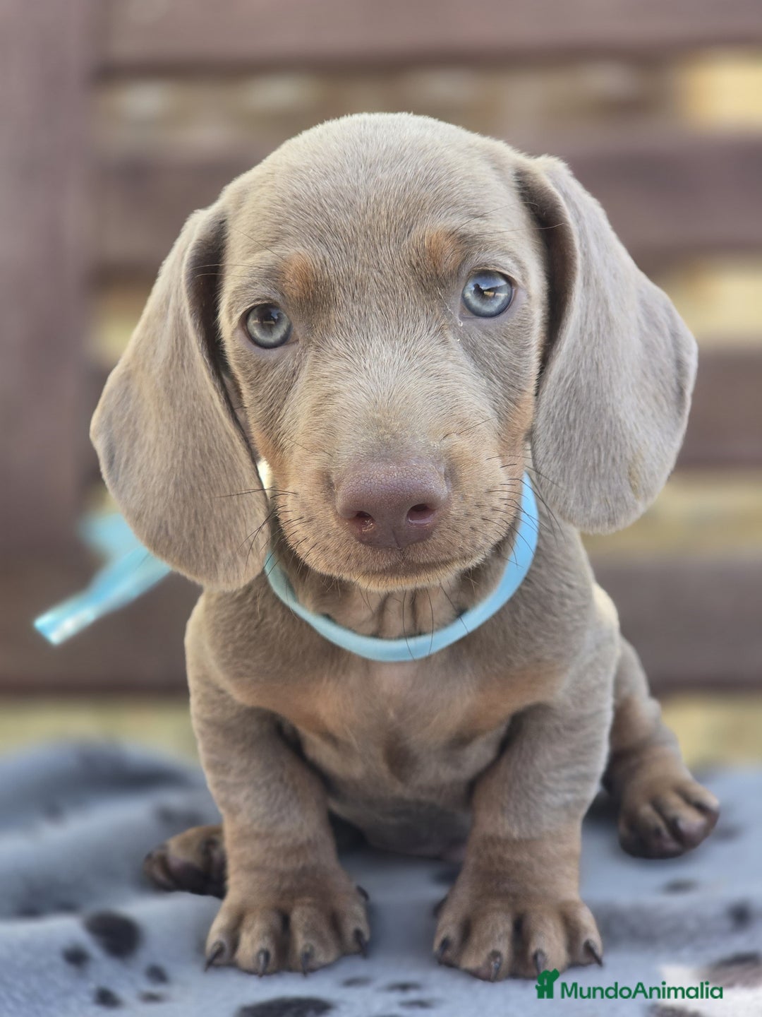 Teckel perros en venta: TECKEL MINIATURA Y KANINCHEN  - Imagen 3