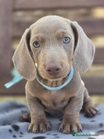 Teckel perros TECKEL MINIATURA Y KANINCHEN - Anuncio 3