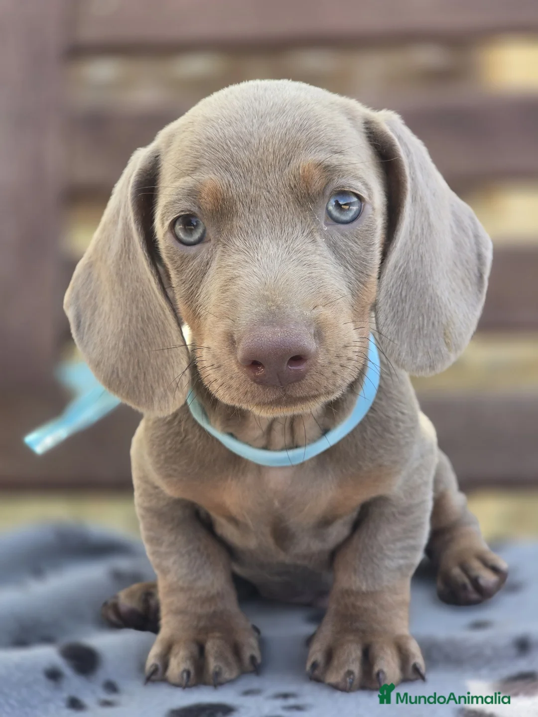 Teckel perros en venta: TECKEL MINIATURA Y KANINCHEN  - Anuncio 3