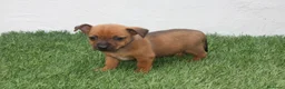 Raza Mixta perros en venta: Minijack  - Anuncio 16
