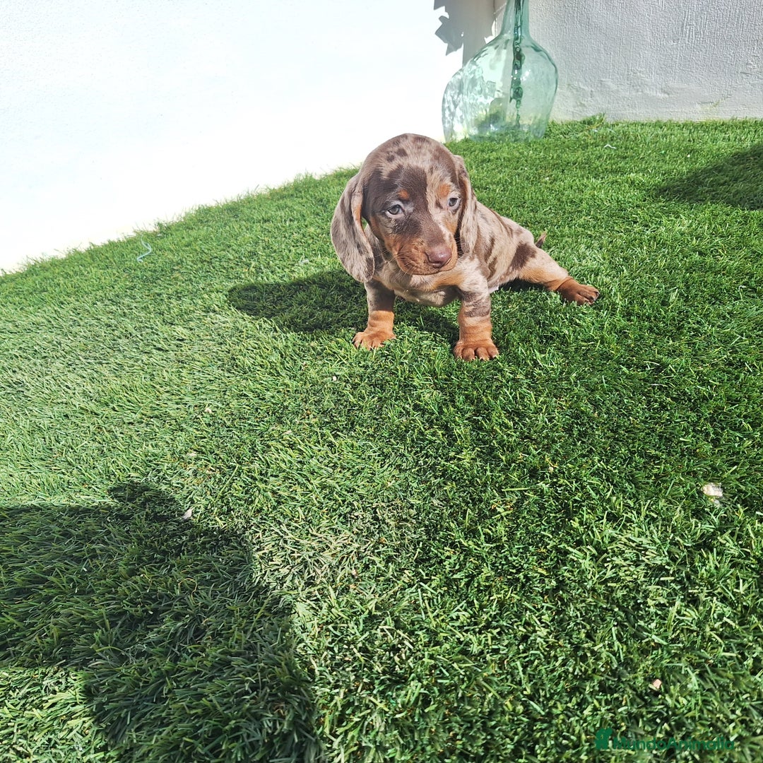 Teckel Miniatura perros en venta: TECKEL MINIATURA ARLEQUIN  - Anuncio 1