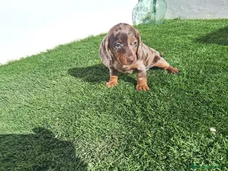 Teckel Miniatura perros TECKEL MINIATURA ARLEQUIN - Anuncio 8