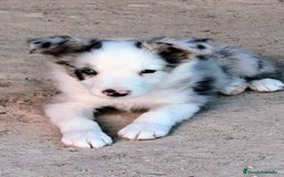 Border Collie perros en venta: Boder collie Getafe - Imagen 2