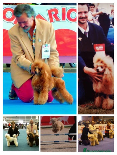 Imagen de galería {{count}}