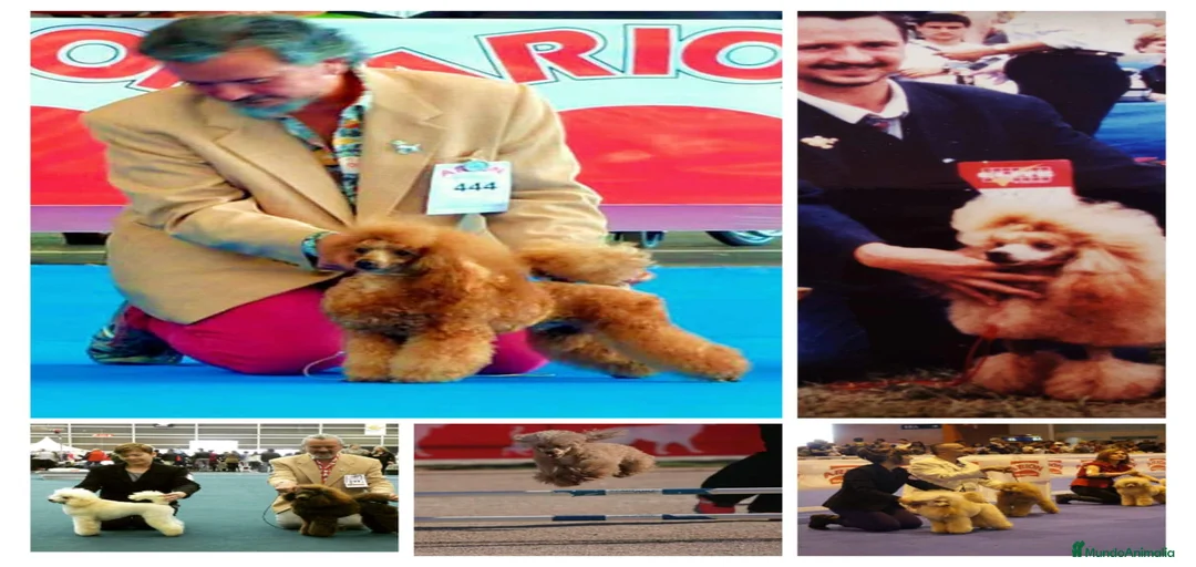 Imagen de galería {{count}}