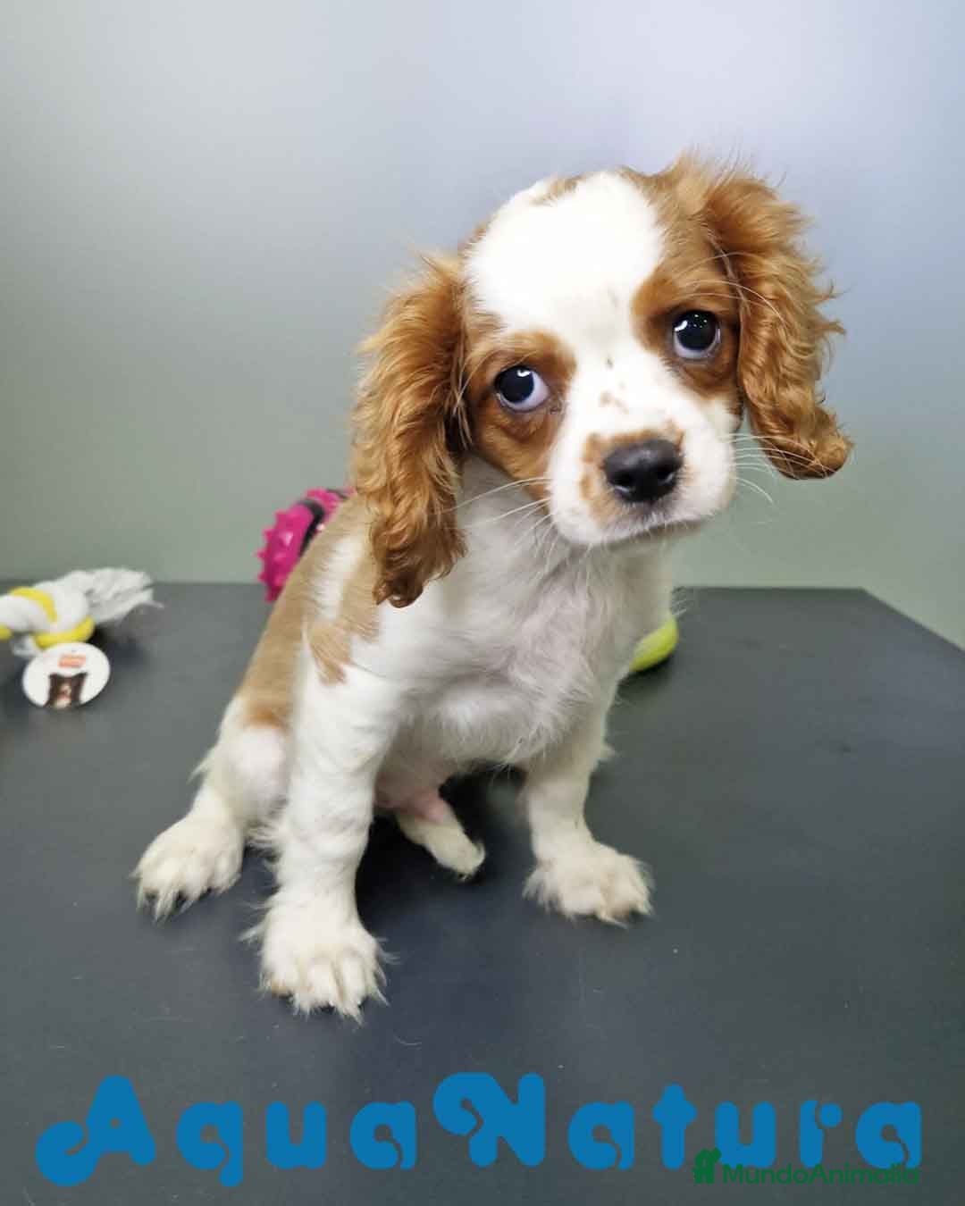Cavalier King Charles Spaniel perros en venta: Cavalier Macho 0079 AQUANATURA  - Imagen 2